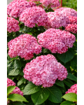 Гортензия древовидная Стенд Ап Пинк|Hydrangea arborescens CB® Stand Up Pink|Гортензія деревовидна Стенд Ап Пінк